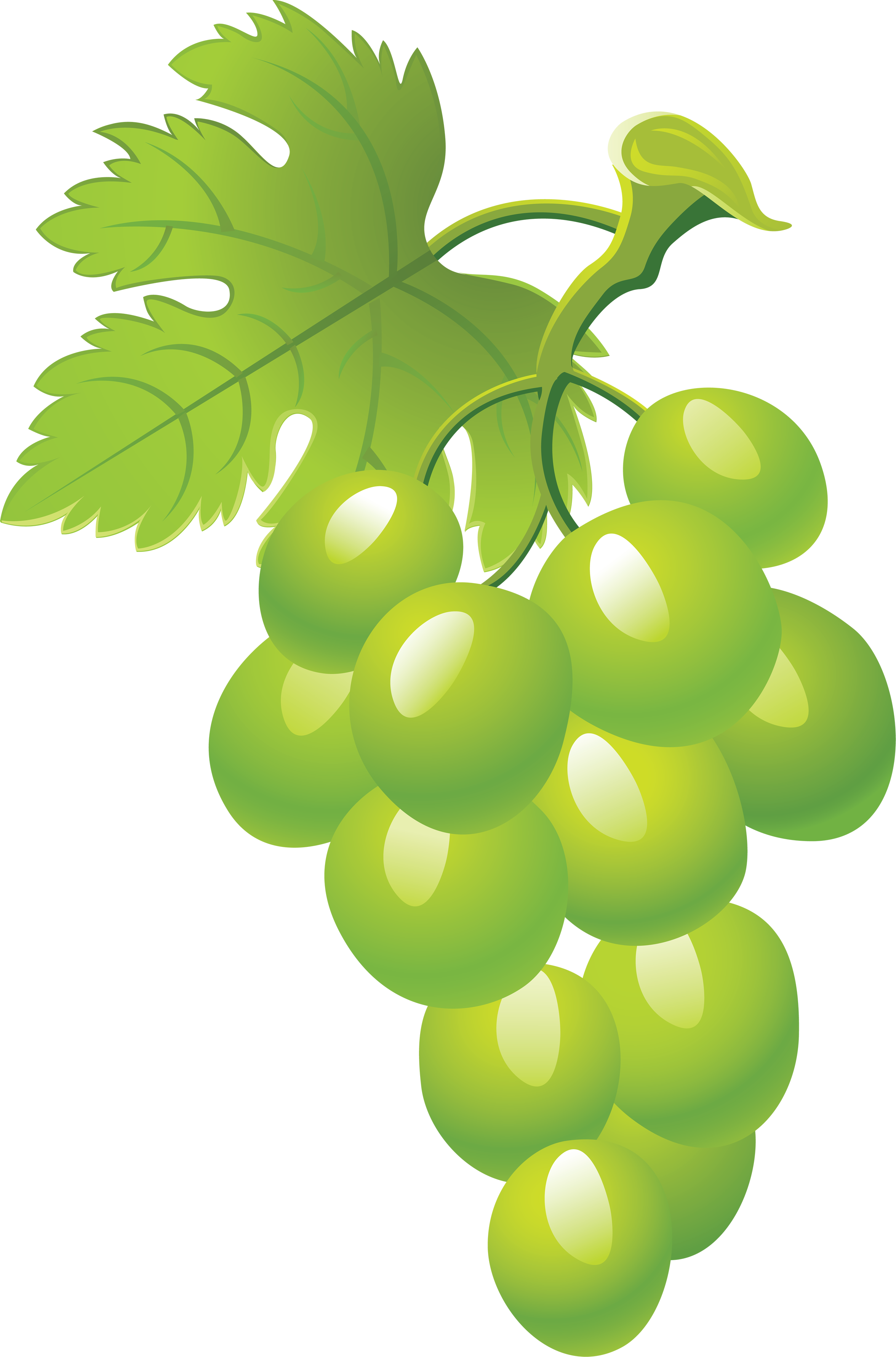 Images For > Green Grapes Clipart Cliparts.co
