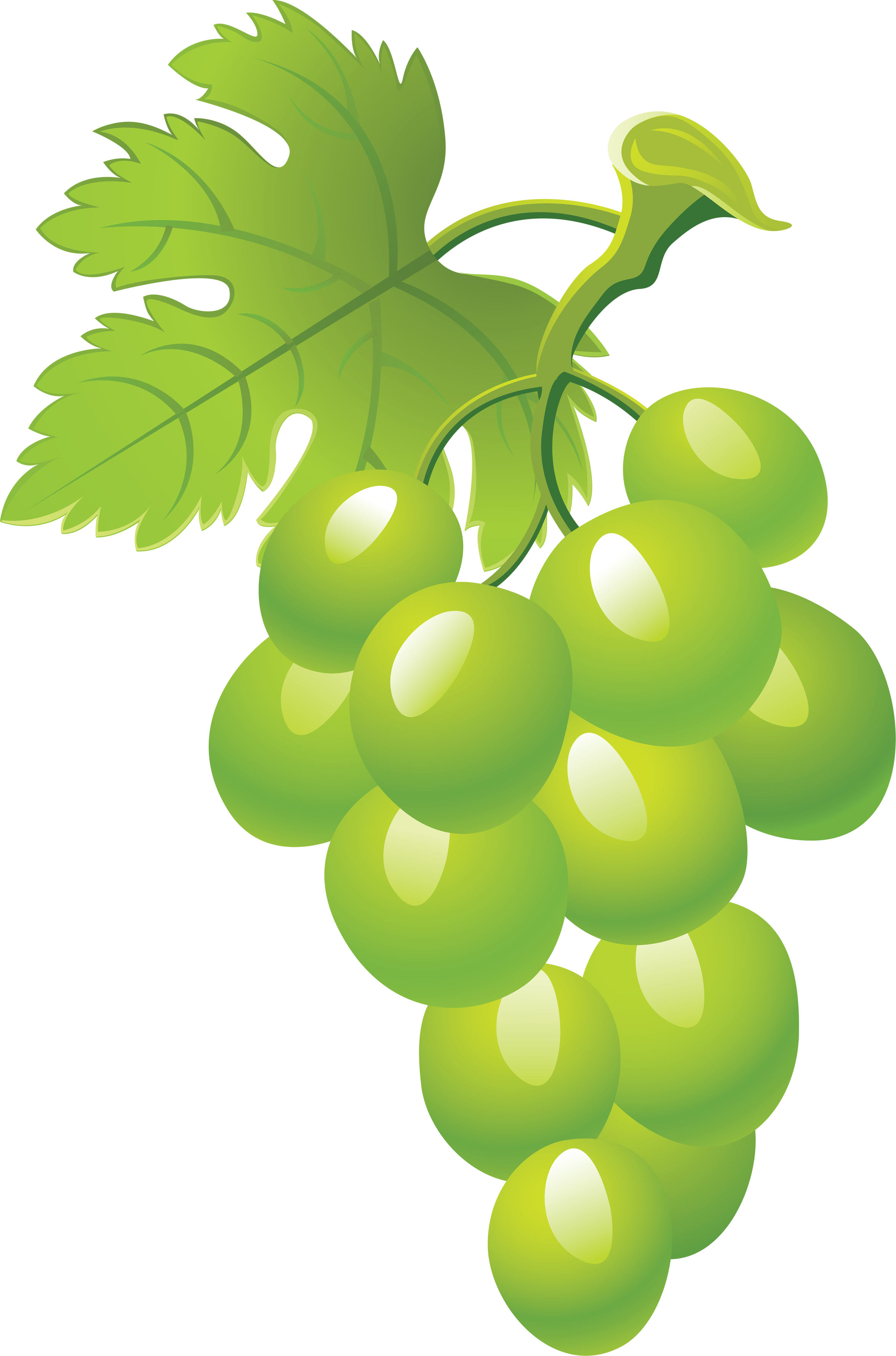 Images For Green Grapes Clipart Cliparts co