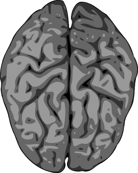 Grey Brain clip art - vector clip art online, royalty free ...