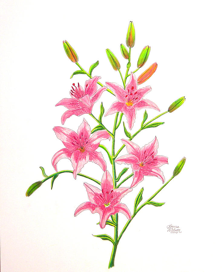 Pencil Drawings Of Tiger Lilies Images & Pictures - Becuo