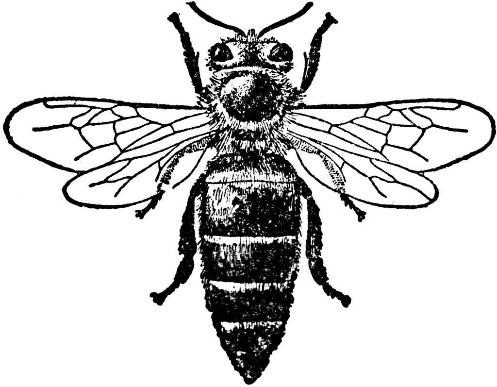Honey Bee Drawings Cliparts.co