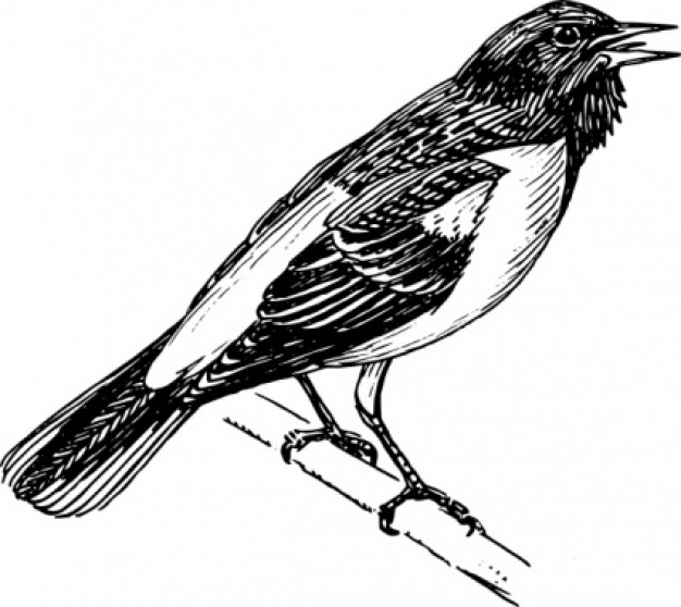 Singing Bird clip art Vector | Free Download