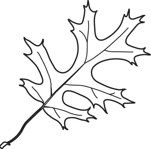 Oak Leaves Drawing | Clipart Panda - Free Clipart Images