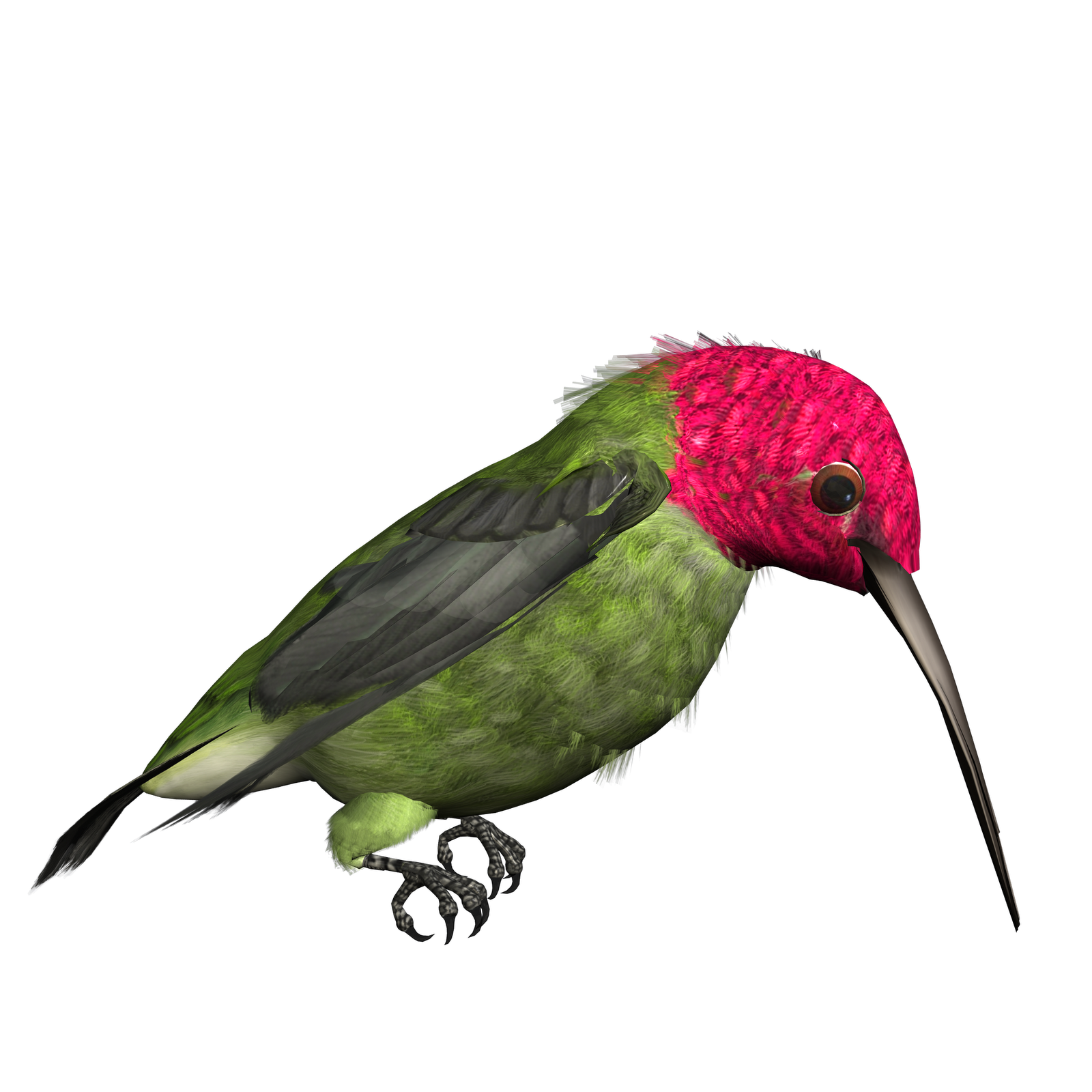 Images For > Hummingbird Clipart