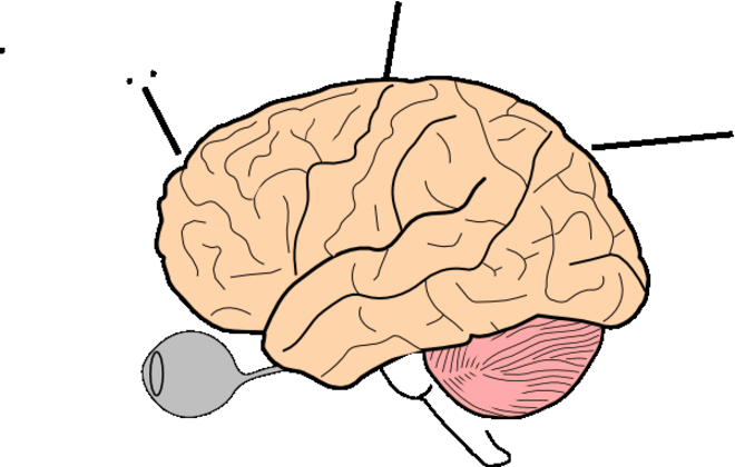 Brain Clipart | Coloring Pages To Print