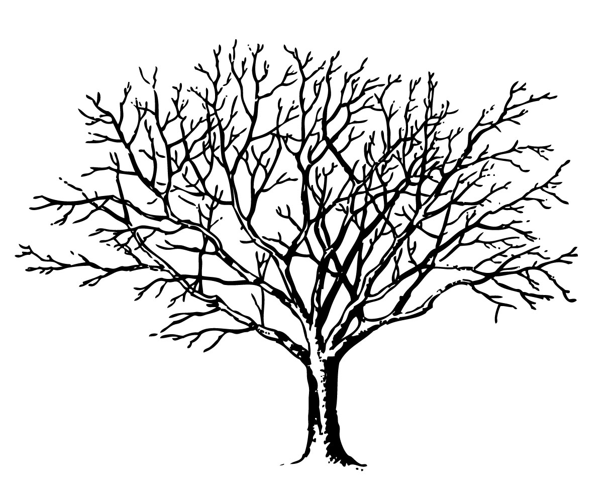 Bare tree coloring page - Coloring Pages & Pictures - IMAGIXS