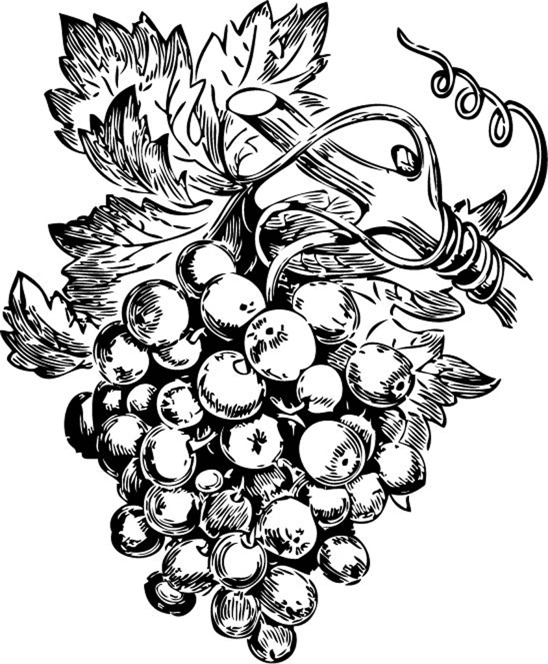 Grapes Fruits Design in Adobe Illustrator | Vector Design Download