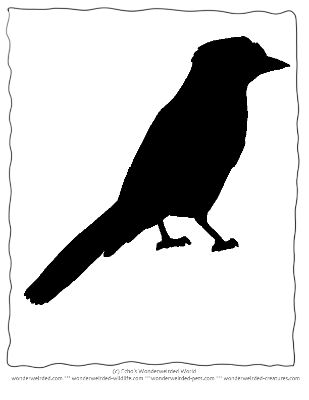 Bird Silhouette Jay free Printables,Echo's Jay Bird Stencils ...