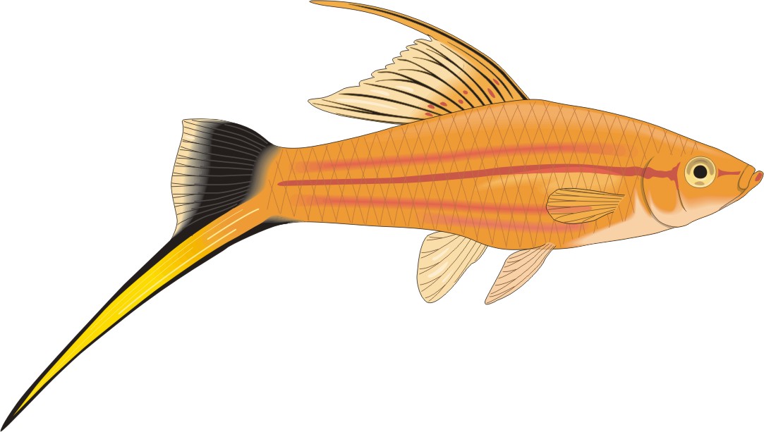clip art walleye fish - photo #8