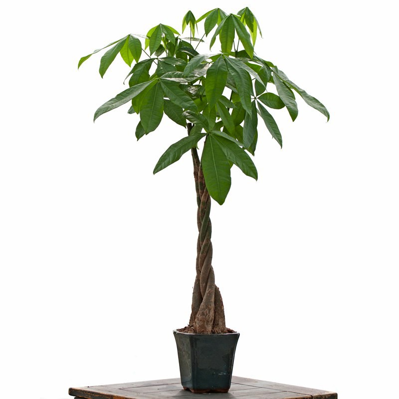 Large Braided Money Tree - Indoor & Office Plants - By Plant Type ...