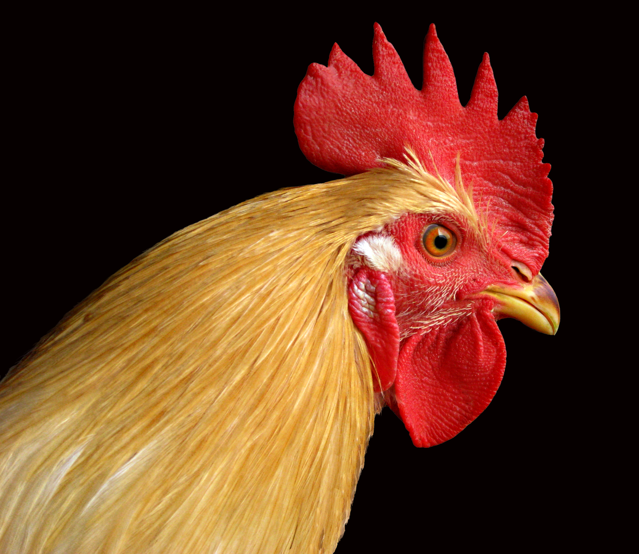 9ab73938_rooster.jpeg