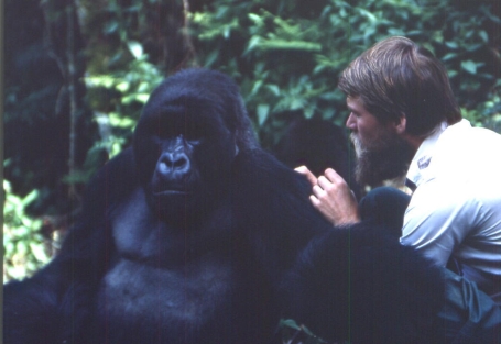 Year of the Gorilla – Gorilla