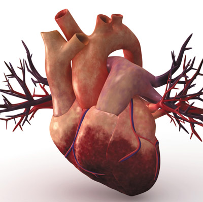 Is Your Heart Shaped Like a Heart? | Wonderopolis
