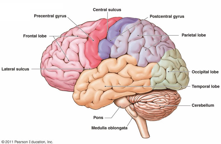 Page 2 For Query Diagram Of A Brain Labeled | picturespider.com