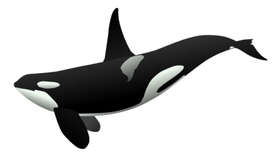 Animated Killer Whales Images & Pictures - Becuo
