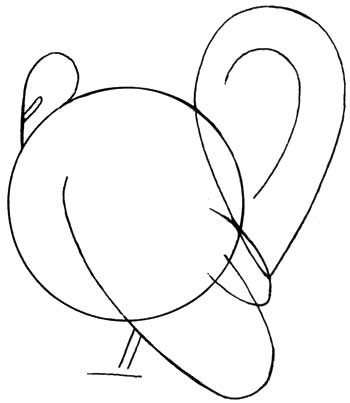 How to draw a turkey