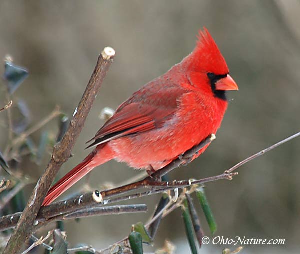 cardinal-lg.jpg