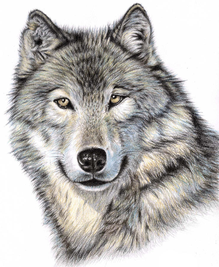 Wolf Drawing | DrawingSomeone.com