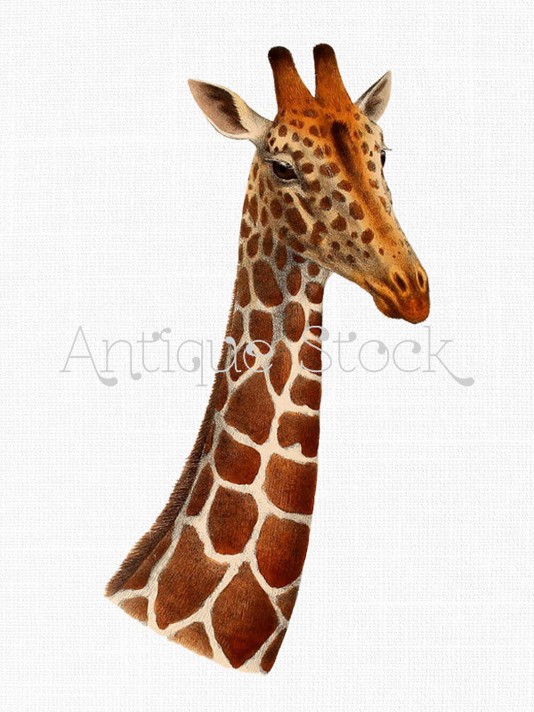 Popular items for giraffe head on Etsy