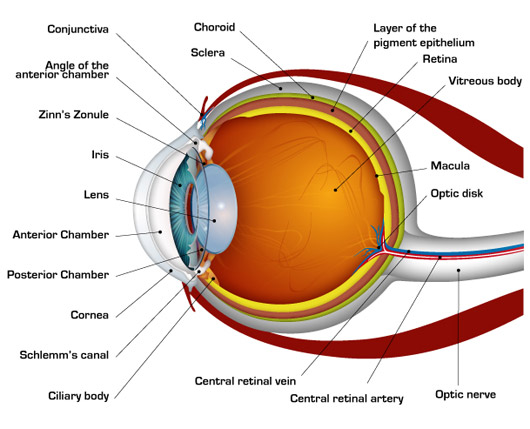 human eye diagram | www.harvard-wm.org