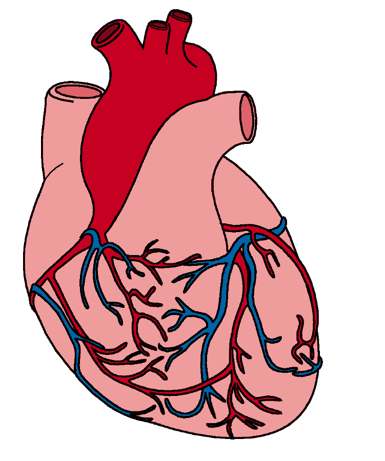 Simple Anatomical Heart Drawing | zoominmedical.