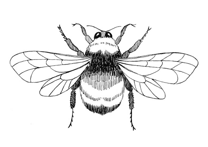 Kids Coloring Bumble Bee Outline Clip Art Bumble Bee Outline Hi ...