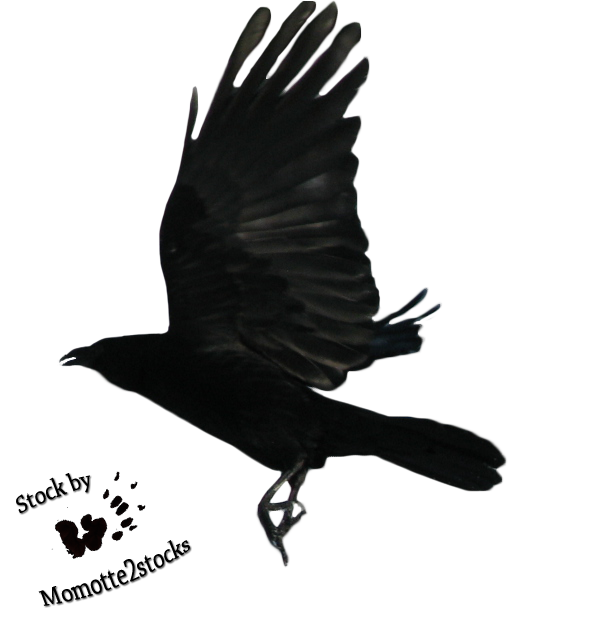 DeviantArt: More Like Cut-out stock PNG 18 - flying crow by ...