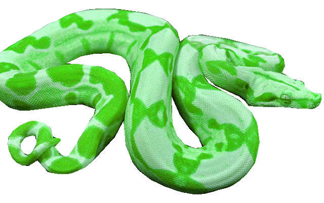 Sticker Snake GIFs On Giphy - Cliparts.co