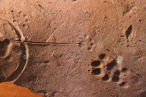 Domestic Cat Archaeological Footprints