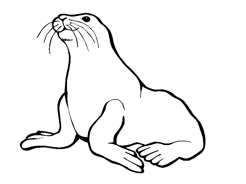 Picture Of A Seal Az Coloring Pages Cliparts Co