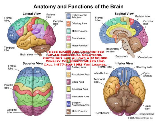 In this diagram it shows the different parts of the brain, as well ...