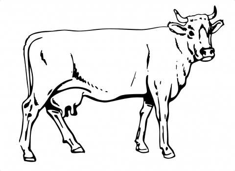 Cows Coloring Pages | Color Page