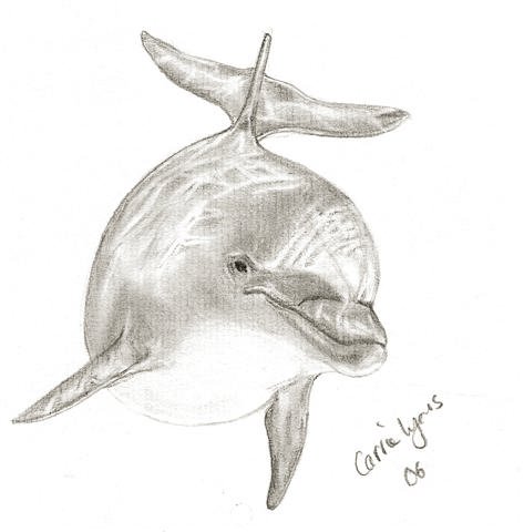 Another Dolphin Drawing by carriephlyons on DeviantArt