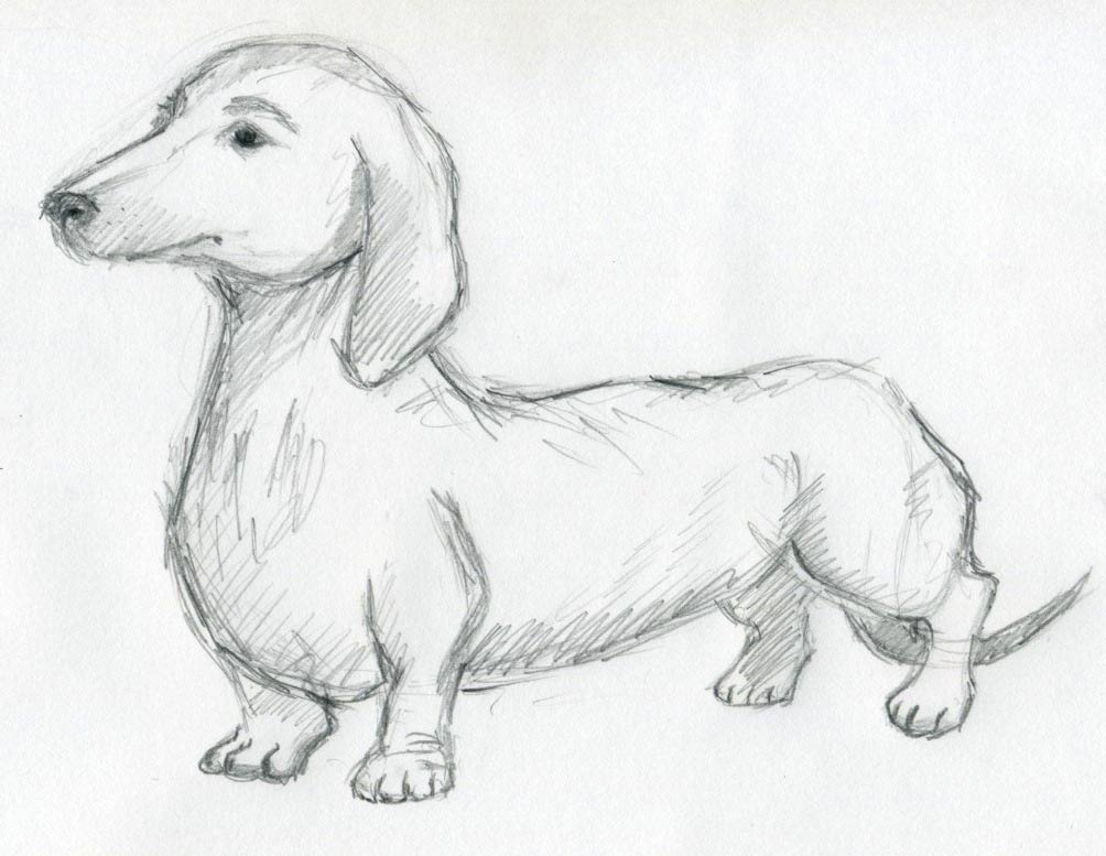 dog-sketches07.jpg