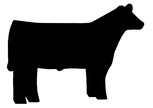 club show cattle clipart | Steer 1 Medium | animals | Pinterest