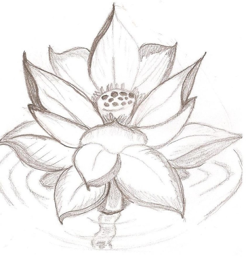 Japanese Lotus Flower Drawing - Gallery