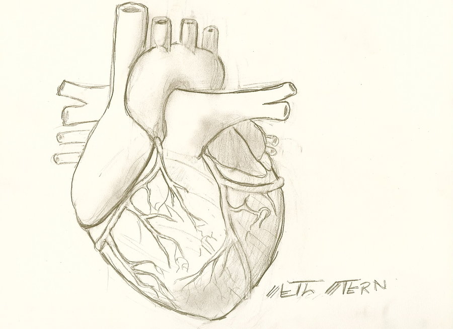 Real Heart Sketches images