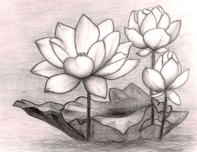 flower drawings lotus 7 - preview