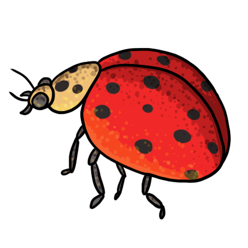 FREE Ladybug Clip Art 15