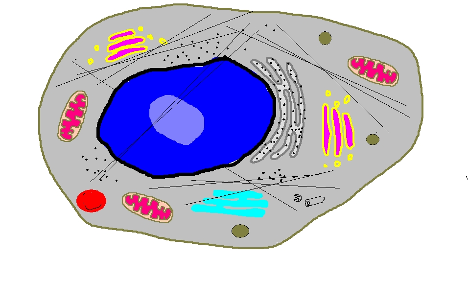 Cell No Labels Images & Pictures - Becuo