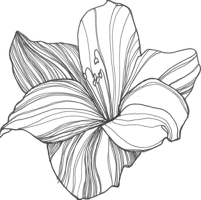 images of flowers to draw | Free Reference Images