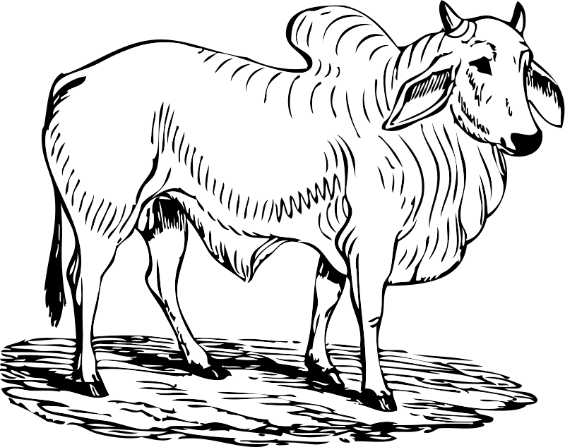Brahma Bull Clip Art Download