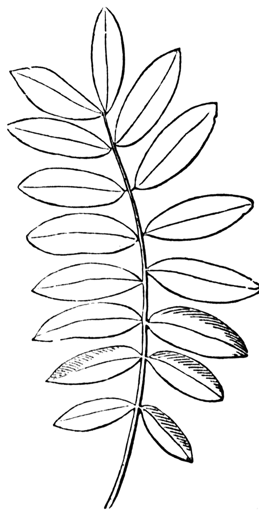 Leaf Line Art - Cliparts.co