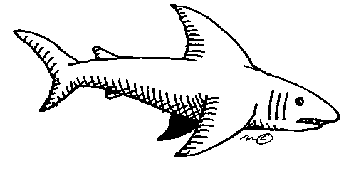 white shark - Clip Art Gallery
