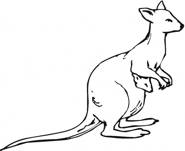 Kangaroo Outline To Colour - ClipArt Best