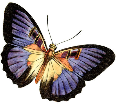 Purple Butterfly Clipart | Clipart Panda - Free Clipart Images