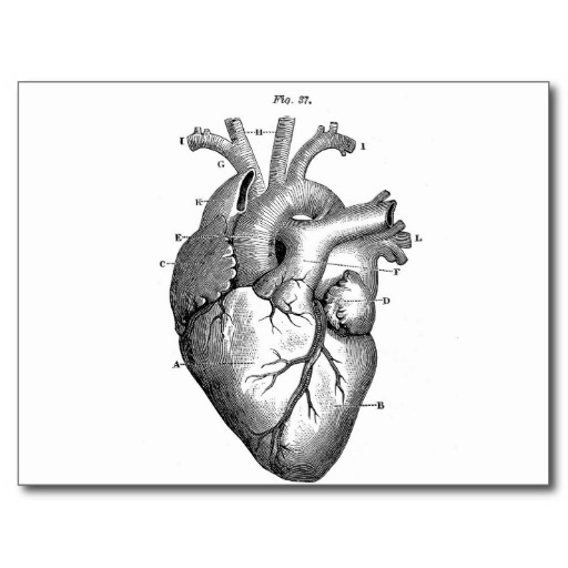 Anatomical Heart Cards, Anatomical Heart Card Templates, Postage ...