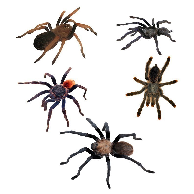 Popular items for tarantula spider on Etsy
