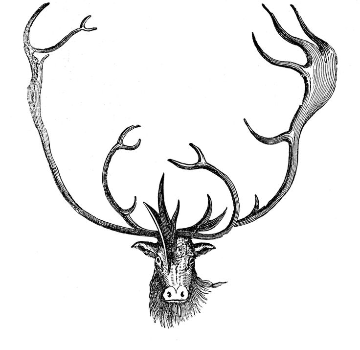 Vintage Animal Clip Art - Caribou | Christmas | Pinterest
