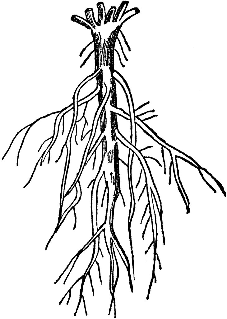 Tree With Roots Drawing